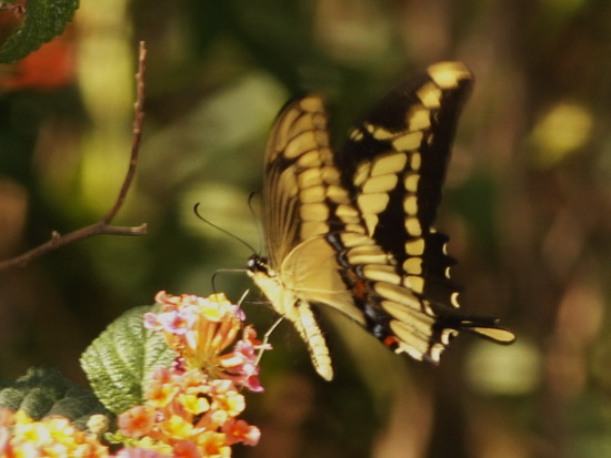 Thoas swallowtail