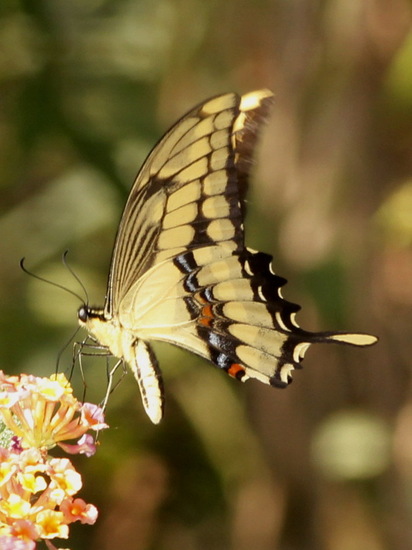 Thoas swallowtail