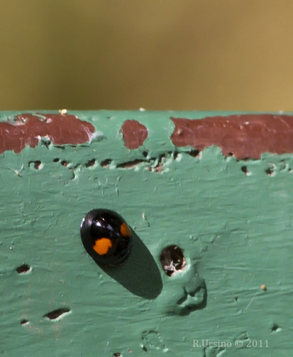 Lady beetle