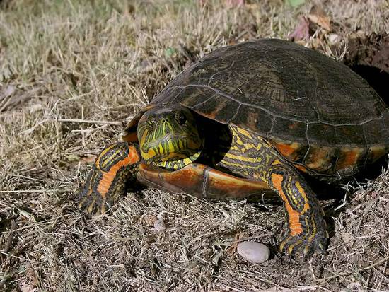 Tortuga pintada