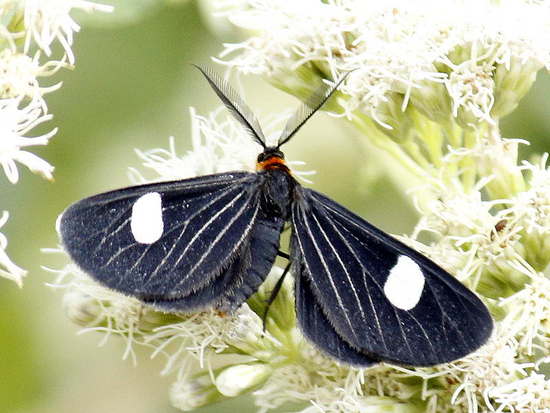 Geometrid moth