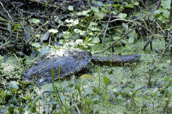 Snake-necked turtle