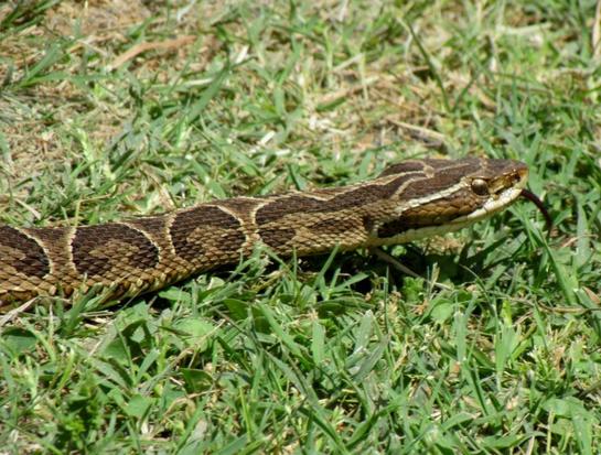 Urutu pit viper