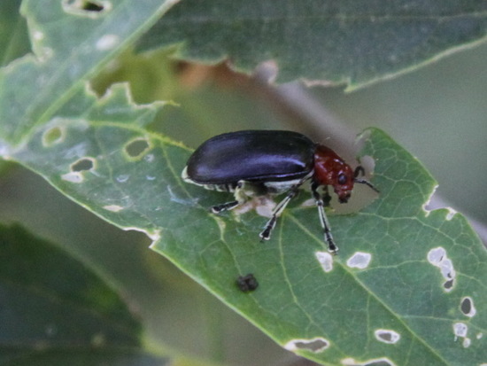 Escarabajo del mburucuyá