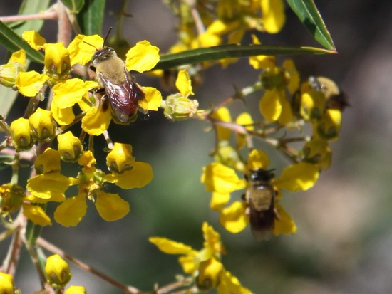Abeja solitaria