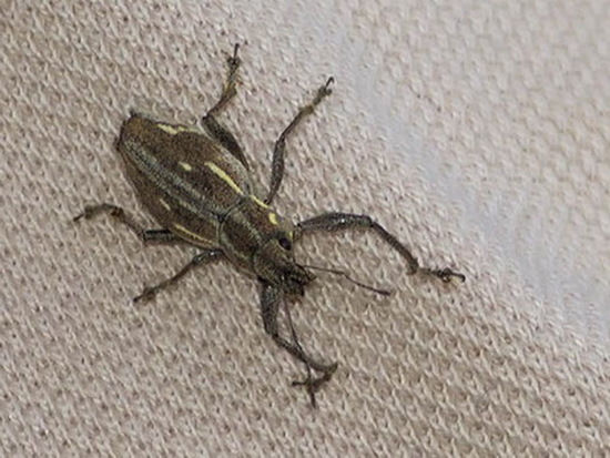 South American Fruit Tree Weevil