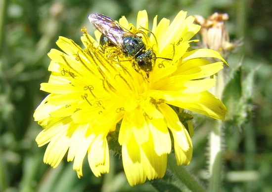 Abejita carpintera