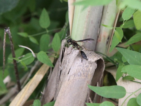 Avispa cazadora de grillos