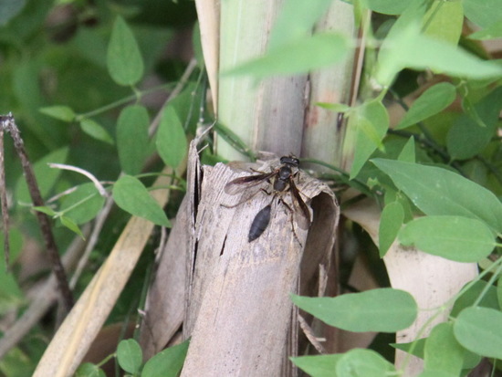Avispa cazadora de grillos