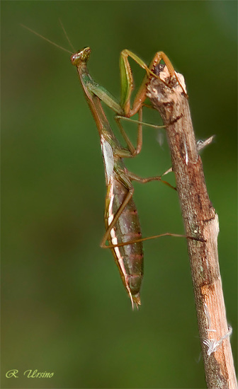 Mantid
