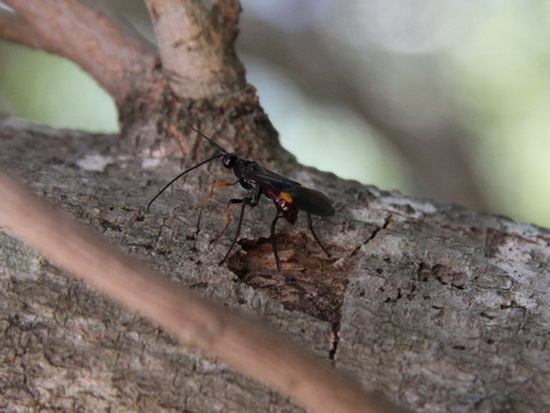 Avispa parásita