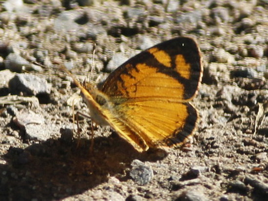 Claudina crescent