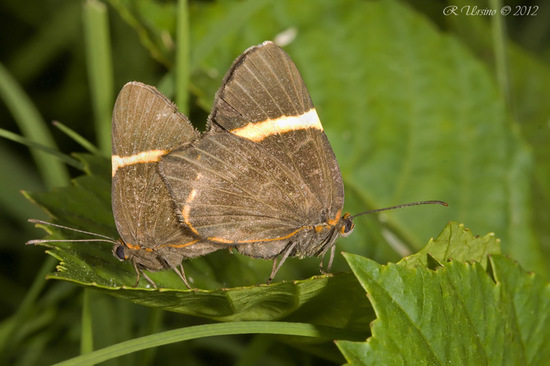 Lyssipoides metalmark
