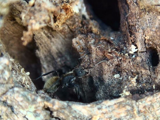Carpenter ant