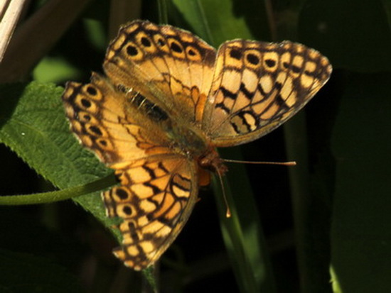 Southern fritillary