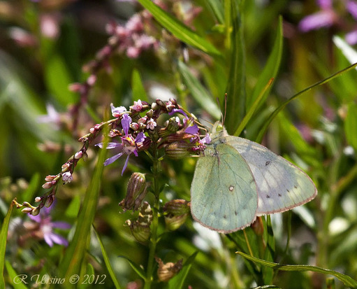 Lesbia sulphur