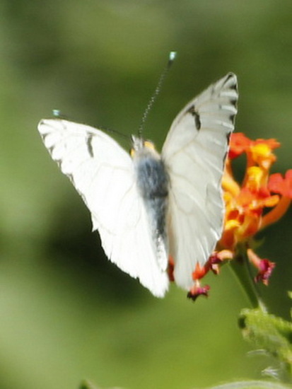 Common white-milk