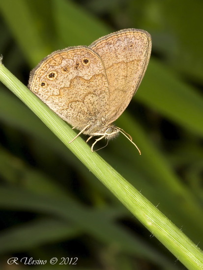 Celmis satyr