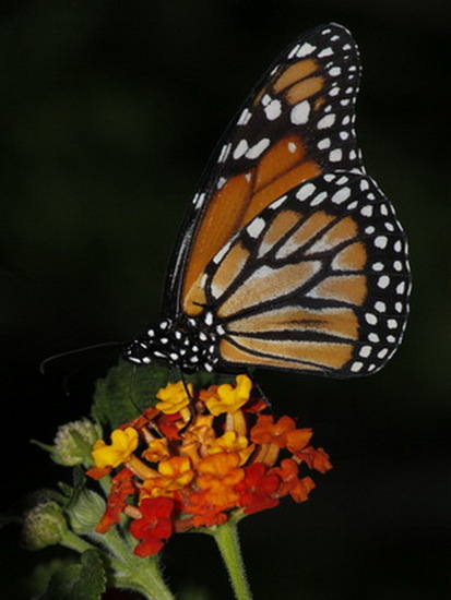Southern Monarch