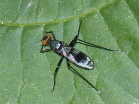 Mosca de patas largas