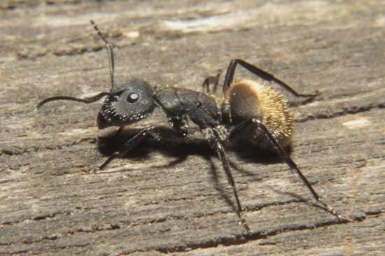 Hormiga carpintera