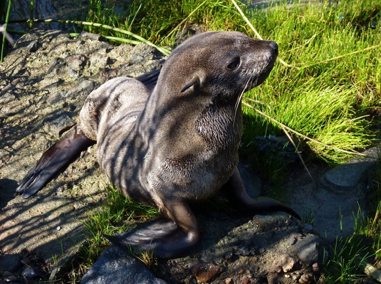 A Southamerican fur seal reached the RECS