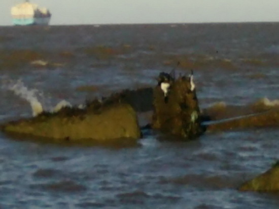 Lobo marino de dos pelos