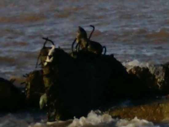 Lobo marino de dos pelos