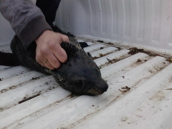 Lobo marino de dos pelos