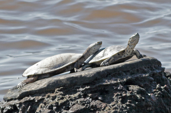 Tortuga de laguna