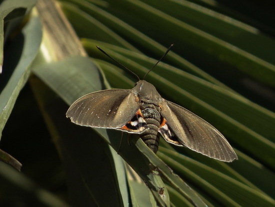 South American palm borer