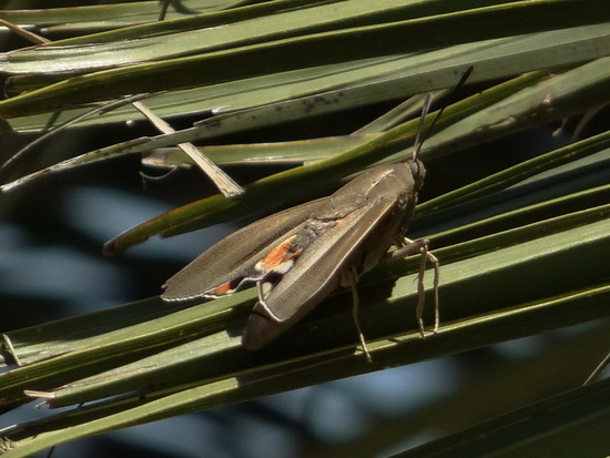 South American palm borer