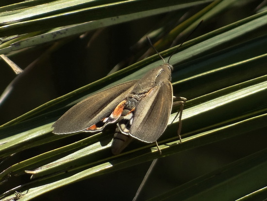 South American palm borer