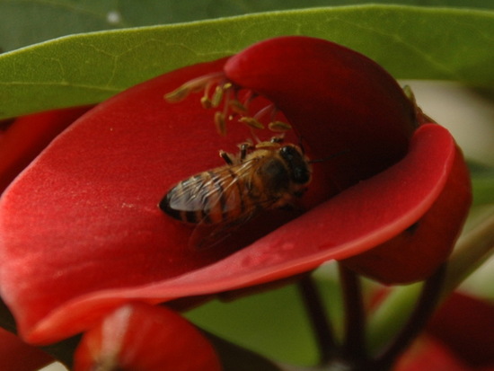 European honey bee