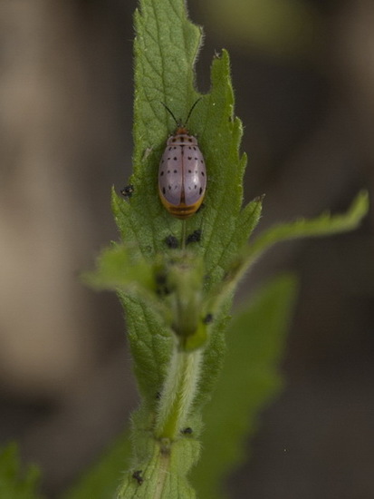 Escarabajo pulga