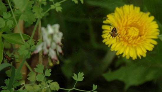 Red spider weaver