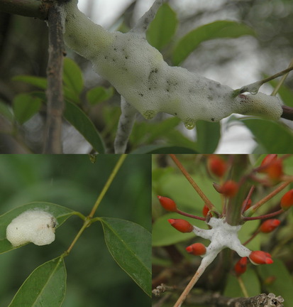 Spittlebug