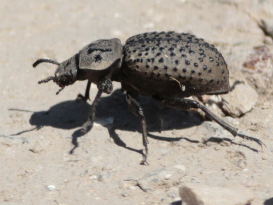 Escarabajo de arena