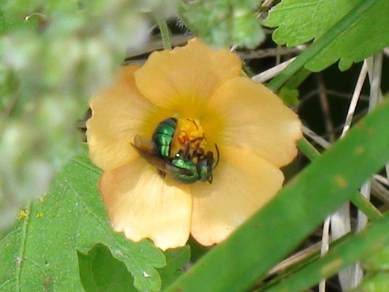 Sweat Bee