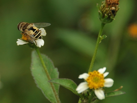 Hoverfly