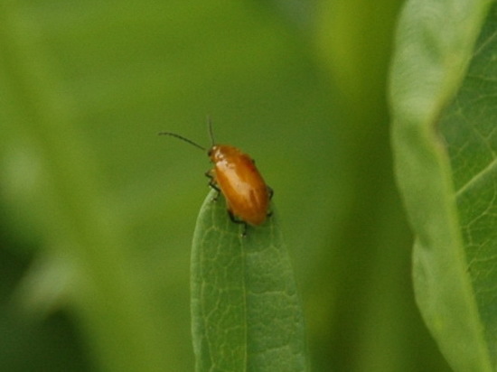 Naranjita del mburucuyá