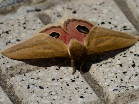 Io moth