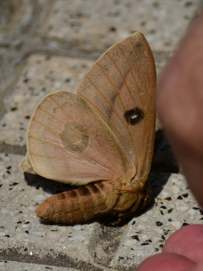 Io moth