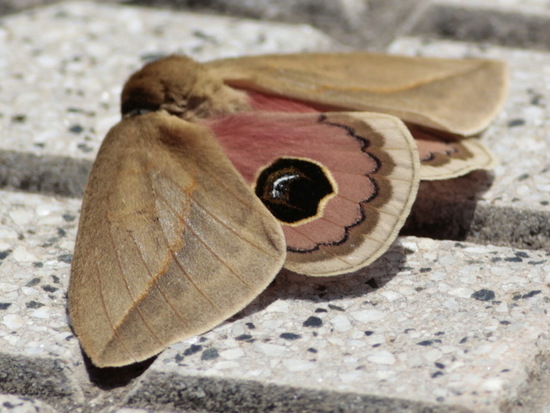 Io moth