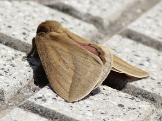 Io moth