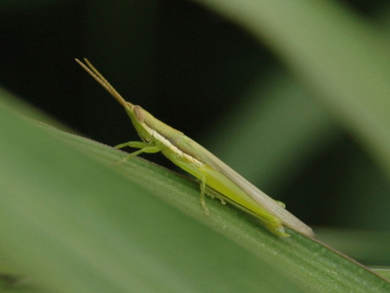 Tucura