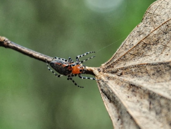 Red spider weaver