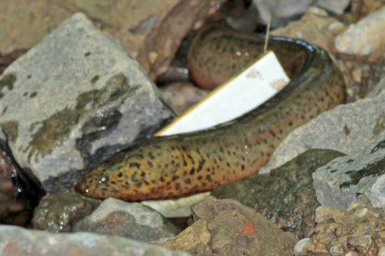 Anguila criolla
