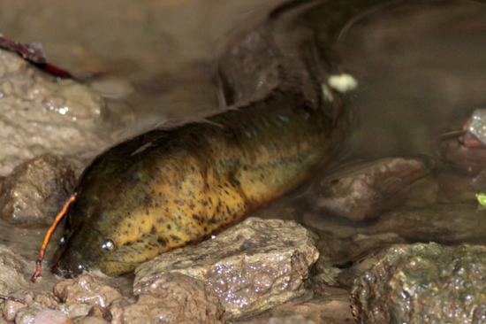 Anguila criolla