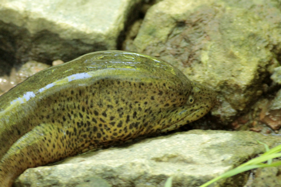 Anguila criolla